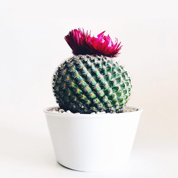 Vitae lectus default