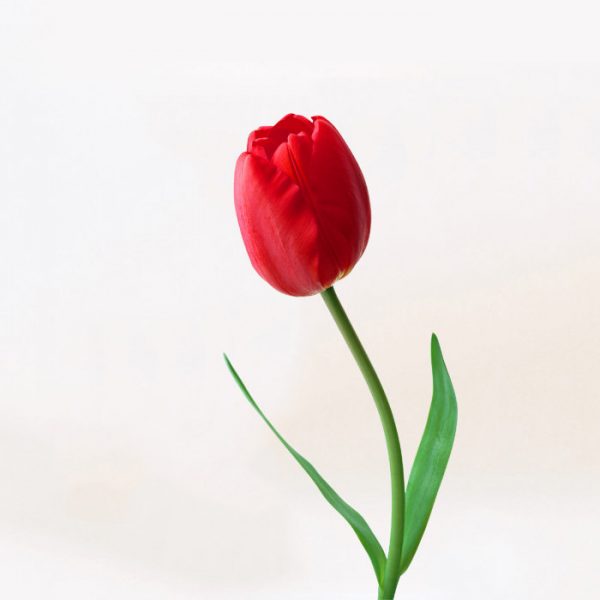 Donec nec justo eget felis